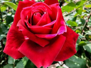 庄内緑地公園、バラ、5月夏の花、名古屋市西区の観光・撮影スポットの画像と写真