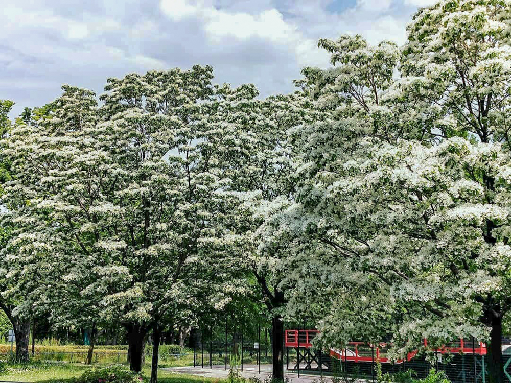 庄内緑地公園、ヒトツバタゴ、なんじゃもんじゃの木、5月夏の花、名古屋市西区の観光・撮影スポットの画像と写真