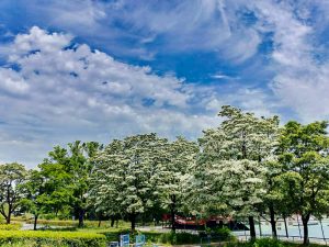 庄内緑地公園、ヒトツバタゴ、なんじゃもんじゃの木、5月夏の花、名古屋市西区の観光・撮影スポットの画像と写真