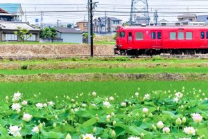 竹村駅、ハス・名鉄電車、6月夏の花、愛知県豊田市の観光・撮影スポットの画像と写真