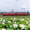 竹村駅付近、ハス・名鉄電車、6月の夏の花、愛知県豊田市の観光・撮影スポットの画像と写真