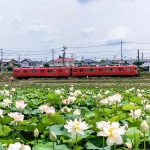 竹村駅付近、ハス・名鉄電車、6月の夏の花、愛知県豊田市の観光・撮影スポットの画像と写真