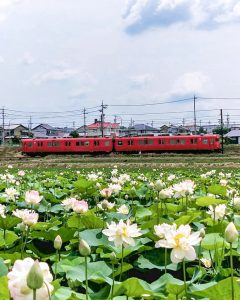 竹村駅付近、ハス・名鉄電車、6月の夏の花、愛知県豊田市の観光・撮影スポットの画像と写真