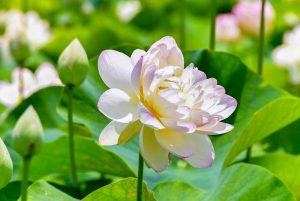 竹村駅、ハス、6月夏の花、愛知県豊田市の観光・撮影スポットの画像と写真