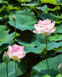 竹村駅付近、ハス、6月の夏の花、愛知県豊田市の観光・撮影スポットの画像と写真