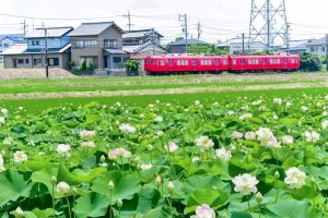 竹村駅、ハス・名鉄電車、6月夏の花、愛知県豊田市の観光・撮影スポットの画像と写真