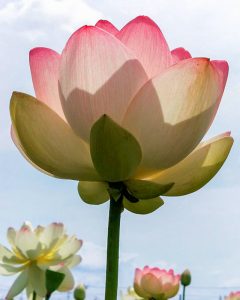 竹村駅付近、ハス、6月の夏の花、愛知県豊田市の観光・撮影スポットの画像と写真
