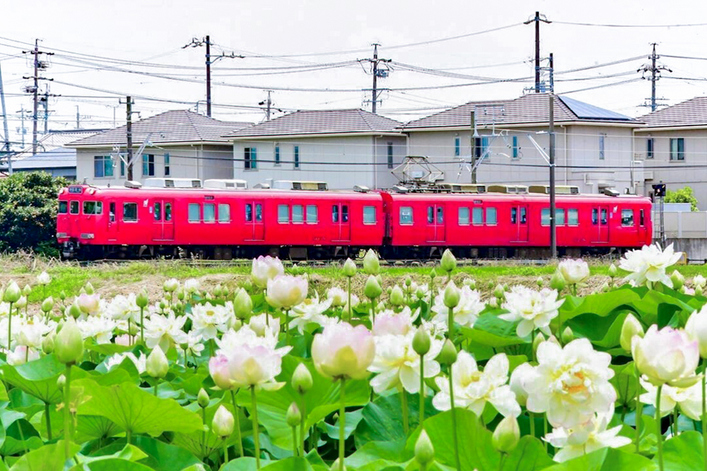 竹村駅、ハス・名鉄電車、6月夏の花、愛知県豊田市の観光・撮影スポットの画像と写真