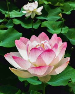 竹村駅付近、ハス、6月の夏の花、愛知県豊田市の観光・撮影スポットの画像と写真