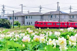 竹村駅、ハス・名鉄電車、6月夏の花、愛知県豊田市の観光・撮影スポットの画像と写真