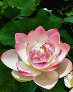 竹村駅付近、ハス、6月の夏の花、愛知県豊田市の観光・撮影スポットの画像と写真