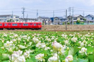 竹村駅、ハス・名鉄電車、6月夏の花、愛知県豊田市の観光・撮影スポットの画像と写真