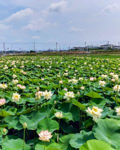 竹村駅付近、ハス、6月の夏の花、愛知県豊田市の観光・撮影スポットの画像と写真