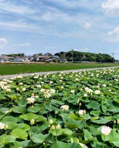 竹村駅付近、ハス、6月の夏の花、愛知県豊田市の観光・撮影スポットの画像と写真