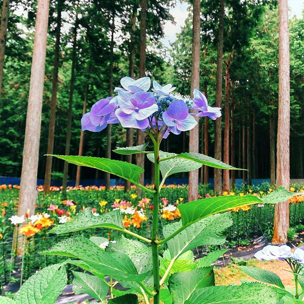 谷汲ユリ園、あじさい、６月夏の花、岐阜県揖斐郡の観光・撮影スポットの画像と写真