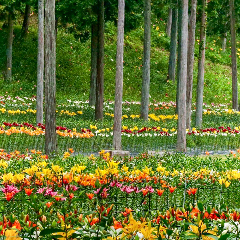 谷汲ユリ園、６月夏の花、岐阜県揖斐郡の観光・撮影スポットの画像と写真