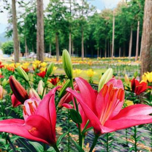 谷汲ユリ園、６月夏の花、岐阜県揖斐郡の観光・撮影スポットの画像と写真