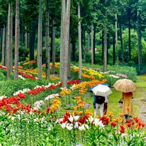 谷汲ユリ園、６月夏の花、岐阜県揖斐郡の観光・撮影スポットの画像と写真