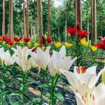 谷汲ユリ園、６月夏の花、岐阜県揖斐郡の観光・撮影スポットの画像と写真
