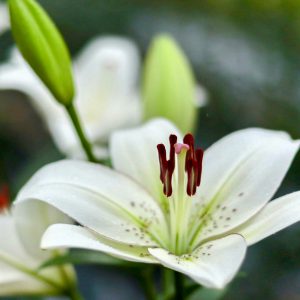 谷汲ユリ園、６月夏の花、岐阜県揖斐郡の観光・撮影スポットの画像と写真
