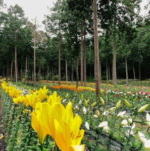 谷汲ユリ園、６月夏の花、岐阜県揖斐郡の観光・撮影スポットの画像と写真