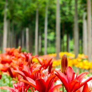 谷汲ユリ園、６月夏の花、岐阜県揖斐郡の観光・撮影スポットの画像と写真