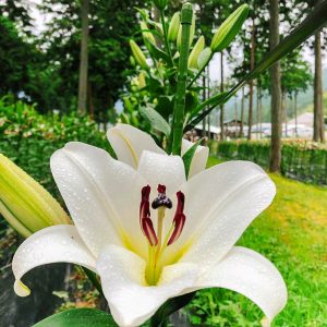 谷汲ユリ園、６月夏の花、岐阜県揖斐郡の観光・撮影スポットの画像と写真