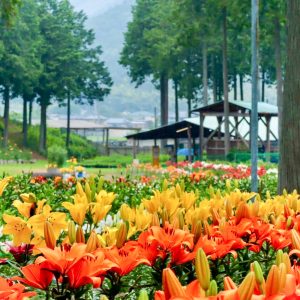 谷汲ユリ園、６月夏の花、岐阜県揖斐郡の観光・撮影スポットの画像と写真