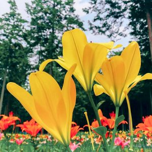 谷汲ユリ園、６月夏の花、岐阜県揖斐郡の観光・撮影スポットの画像と写真