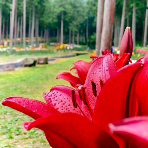 谷汲ユリ園、６月夏の花、岐阜県揖斐郡の観光・撮影スポットの画像と写真