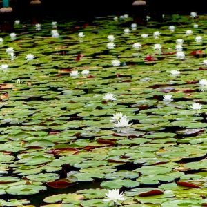 天王川公園、スイレン、5月の夏の花、愛知県津島市の観光・撮影スポットの画像と写真
