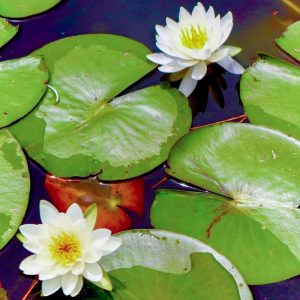 天王川公園、スイレン、5月の夏の花、愛知県津島市の観光・撮影スポットの画像と写真