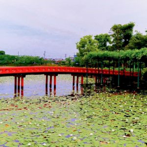 天王川公園、スイレン、5月の夏の花、愛知県津島市の観光・撮影スポットの画像と写真