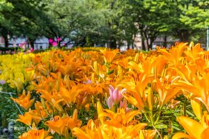 千種公園、ユリ園、6月夏の花、名古屋市千種区の観光・撮影スポットの画像と写真