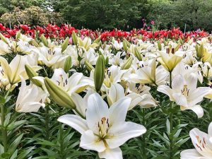 千種公園、ユリ園、6月夏の花、名古屋市千種区の観光・撮影スポットの画像と写真