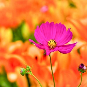 千種公園、コスモス、6月夏の花、名古屋市千種区の観光・撮影スポットの画像と写真
