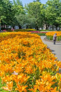 千種公園、ユリ園、6月夏の花、名古屋市千種区の観光・撮影スポットの画像と写真
