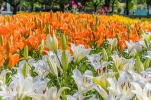 千種公園、ユリ園、6月夏の花、名古屋市千種区の観光・撮影スポットの画像と写真