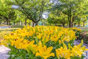 千種公園、ユリ園、6月夏の花、名古屋市千種区の観光・撮影スポットの画像と写真