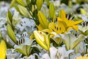 千種公園、ユリ園、6月夏の花、名古屋市千種区の観光・撮影スポットの画像と写真