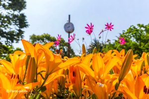 千種公園、ユリ園、6月夏の花、名古屋市千種区の観光・撮影スポットの画像と写真
