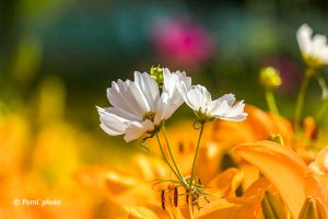 千種公園、ユリ園、6月夏の花、名古屋市千種区の観光・撮影スポットの画像と写真