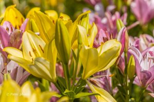 千種公園、ユリ園、6月夏の花、名古屋市千種区の観光・撮影スポットの画像と写真