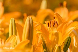 千種公園、ユリ園、6月夏の花、名古屋市千種区の観光・撮影スポットの画像と写真