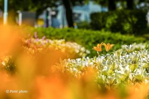 千種公園、ユリ園、6月夏の花、名古屋市千種区の観光・撮影スポットの画像と写真
