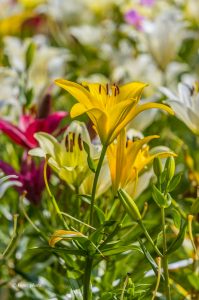 千種公園、ユリ園、6月夏の花、名古屋市千種区の観光・撮影スポットの画像と写真