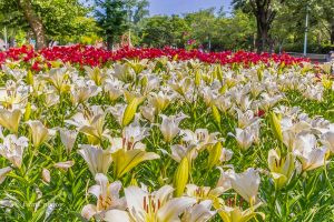 千種公園、ユリ園、6月夏の花、名古屋市千種区の観光・撮影スポットの画像と写真