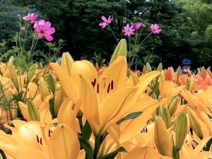 千種公園、ユリ園、6月夏の花、名古屋市千種区の観光・撮影スポットの画像と写真