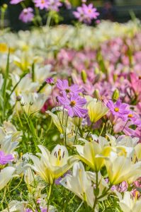 千種公園、ユリ園、6月夏の花、名古屋市千種区の観光・撮影スポットの画像と写真