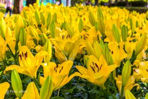 千種公園、ユリ園、6月夏の花、名古屋市千種区の観光・撮影スポットの画像と写真
